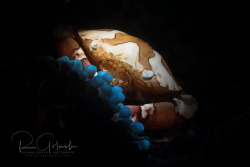 Harlequin Crab-Anilao. by Richard Goluch 